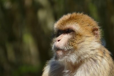 Close-up of monkey