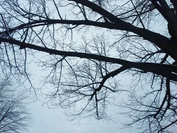 Low angle view of bare trees against sky