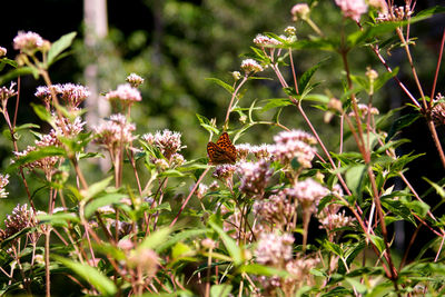 Close-up of butterfly pollinating flower