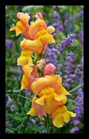 Close-up of yellow flower