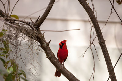 Close-up of bird perching on bare tree
