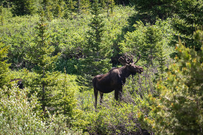 Horse standing in a forest