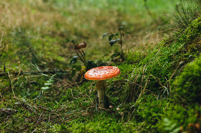 Close-up of mushroom growing on field