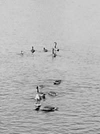 Ducks swimming in lake