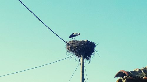 Low angle view of bird perching on pole against clear blue sky