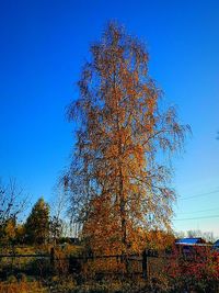 tree
