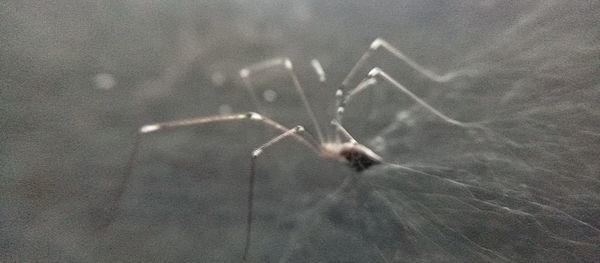 Close-up of spider on web