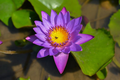 Close-up of purple water lily in pond