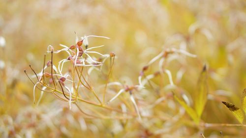 Close-up of insect on plant