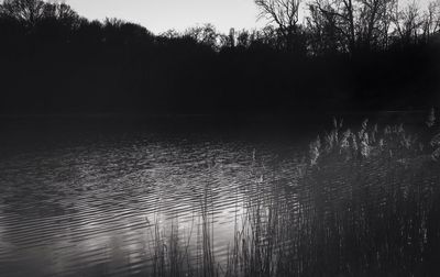 Reflection of trees in water