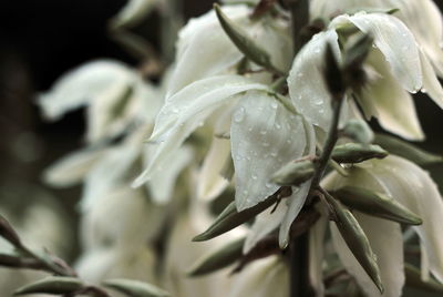 Close-up of white flowers