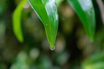 Close-up of wet plant