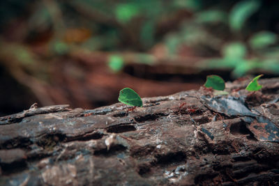 Close-up of leaf cutter ants on tree trunk