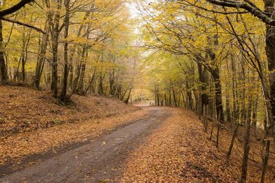 Road amidst trees in forest during autumn