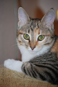 Close-up portrait of tabby cat