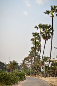 Road by palm trees against sky