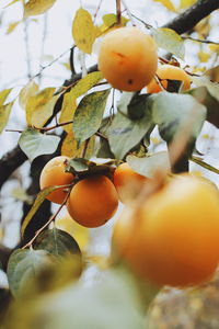 Close-up of fruits on tree