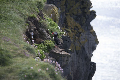 Close-up of puffins on rocks