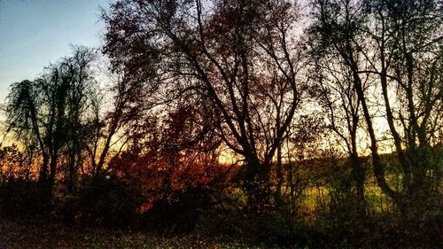 Trees in forest against sky