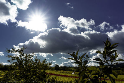 Scenic view of trees against sky