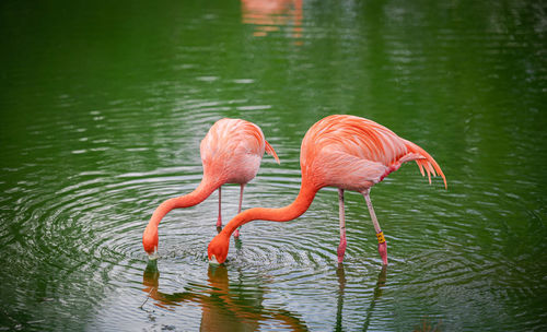 Flamingo drinking water at zoo 