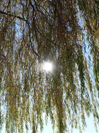 Low angle view of trees against sky