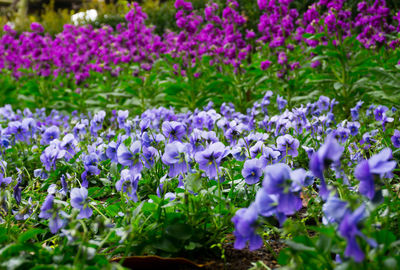 Close-up of purple crocus flowers blooming outdoors