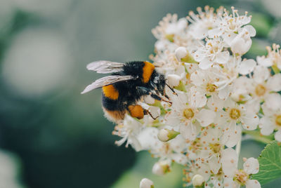 A bee on the flowers