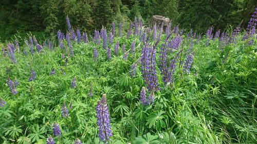 Purple flowers blooming in park