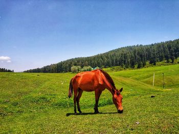 Horse grazing in a field