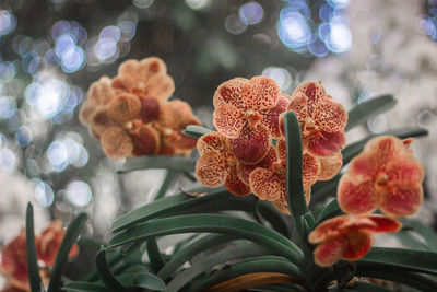 Close-up of flowering plant