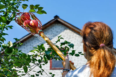 Fruit picker basket with ripe apples on blurred background of woman, house and sky.