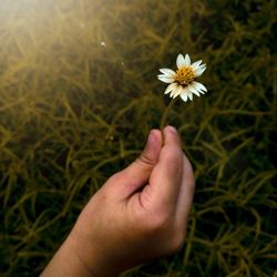 Cropped hand holding white flowering plant