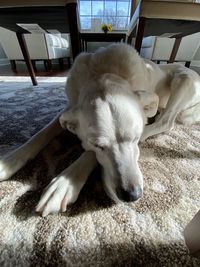 Close-up of dog resting at home