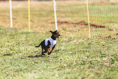 Dogs running on field