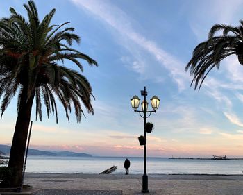 Palm trees on beach against sky