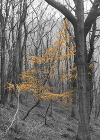 Trees in forest during autumn