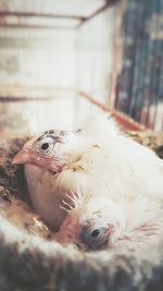 Close-up of young birds in nest