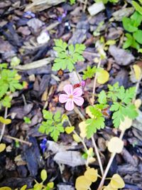 High angle view of various flowers blooming outdoors