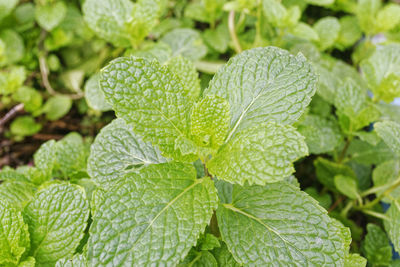 Close-up of mint leaves growing outdoors