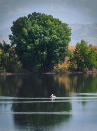 Scenic view of lake by trees