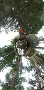 Low angle view of bird on tree trunk