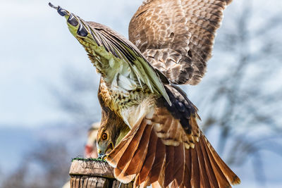 Close-up of red-tailed hawk