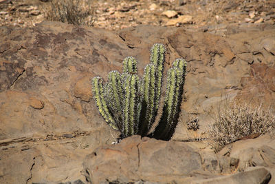High angle view of cactus growing on field