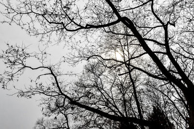 Low angle view of bare tree against clear sky