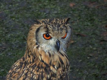 Close-up portrait of owl