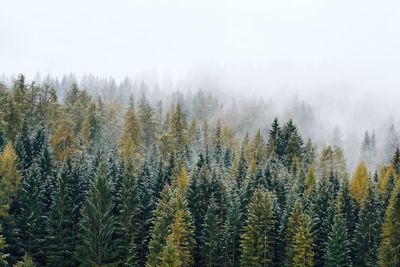 Pine trees in foggy forest against sky