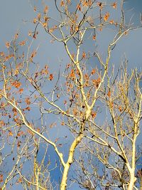 Low angle view of flowering plant against clear blue sky