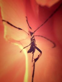 Close-up of insect
