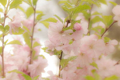 Close-up of pink flowers